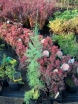 rośliny ogrodowe - Tamaryszek francuski (Tamarix gallica) C3/60cm