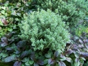 sadzonki -  Hebe tłustolistna (Hebe pinguifolia)