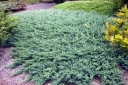 sadzonki -  Jałowiec płożący BLUE CHIP  Juniperus horizontalis /P11