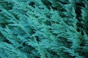 sklep ogrodniczy - Jałowiec płożący BLUE CHIP  Juniperus horizontalis /P11