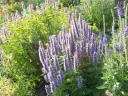 rośliny ogrodowe - Kłosowiec fenkułowy FIOLETOWY  Agastache foeniculum /C2,5 *P