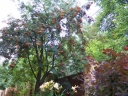 rośliny ozdobne - Jarząb pospolity Jarzębina Sorbus aucuparia C2/40-60cm