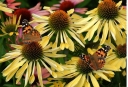 rośliny ogrodowe -  Jeżówka SUNRISE Echinacea