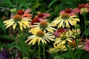 sklep ogrodniczy - Jeżówka SUNRISE Echinacea