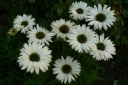 rośliny ogrodowe -  Jeżówka VIRGIN Echinacea VIRGIN