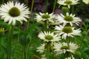 sadzonki - Jeżówka VIRGIN Echinacea VIRGIN