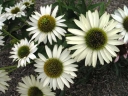 sklep ogrodniczy - Jeżówka VIRGIN Echinacea VIRGIN
