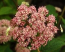 sklep ogrodniczy -  Hortensja drzewiasta 'Pink Pin cushion'  Hydrangea arborescens 'Pink Pin Cushion'
