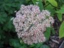 rośliny ozdobne - Hortensja drzewiasta 'Pink Pin cushion'  Hydrangea arborescens 'Pink Pin Cushion'
