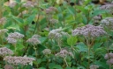 rośliny ogrodowe - Hortensja drzewiasta 'Pink Pin cushion'  Hydrangea arborescens 'Pink Pin Cushion'