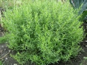 rośliny ogrodowe -  Estragon  Artemisia dracunculus