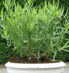 rośliny ozdobne - Estragon  Artemisia dracunculus
