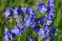 rośliny ogrodowe -  Wielosił błękitny 0,2 g nasion  Polemonium caeruleum