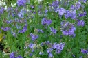 rośliny ozdobne - Wielosił błękitny 0,2 g nasion  Polemonium caeruleum