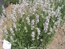 rośliny ogrodowe - Lawenda francuska - 0,03 g nasion Lavandula stoechas