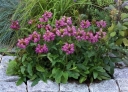 sklep ogrodniczy - Głowienka wielkokwiatowa mieszanka 0,1 g nasion  Prunella grandiflora mix