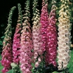sadzonki -  Naparstnica purpurowa dwuletnia mieszanka - 0,5 g nasion Digitalis purpurea
