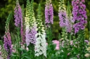 sadzonki - Naparstnica purpurowa dwuletnia mieszanka - 0,5 g nasion Digitalis purpurea