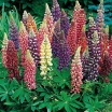 sklep ogrodniczy - Łubin trwały mix - nasiona - 2 g  Lupinus polyphyllus