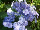 sklep ogrodniczy -  Hortensja piłkowana Forget Me Not (Hydrangea serrata Forget Me Not) /C10 *K18