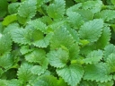 rośliny ozdobne -  Melisa lekarska (Melissa officinalis)-nasiona 0,3g