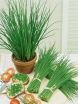 rośliny ogrodowe -  Szczypiorek  1 g  (Allium schoenoprasum)
