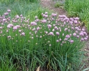 sadzonki - Szczypiorek  1 g  (Allium schoenoprasum)