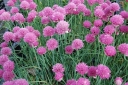 rośliny ozdobne - Szczypiorek  1 g  (Allium schoenoprasum)