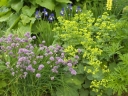 sadzonki - Szczypiorek  1 g  (Allium schoenoprasum)
