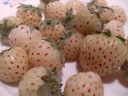 sklep ogrodniczy -  Ananasotruskawka Truskawka ananasowa PINEBERRY