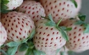 rośliny ozdobne - Ananasotruskawka Truskawka ananasowa PINEBERRY