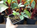 sadzonki - Ananasotruskawka Truskawka ananasowa PINEBERRY