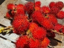 sadzonki  Liczi chińskie Litchi chinensis - 3szt. nasiona