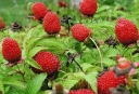 rośliny ozdobne -  Malinotruskawka (Rubus illecebrosus) C2 *16