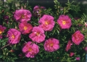sadzonki -  Róża pomarszczona RÓŻOWA - 30szt. nasion  Rosa Rugosa