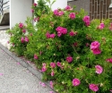 rośliny ogrodowe - Róża pomarszczona RÓŻOWA - 30szt. nasion  Rosa Rugosa