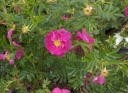 sklep ogrodniczy - Róża pomarszczona RÓŻOWA - 30szt. nasion  Rosa Rugosa