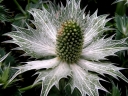 rośliny ozdobne -  Mikołajek olbrzymi Eryngium giganteum - 20 nasion