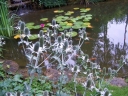 sadzonki - Mikołajek olbrzymi Eryngium giganteum - 20 nasion