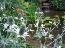 rośliny ogrodowe - Mikołajek olbrzymi Eryngium giganteum - 20 nasion