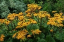 rośliny ogrodowe - Języczka pomarańczowa Ligularia dentata ~ 20 nasion