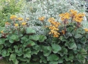 rośliny ozdobne - Języczka pomarańczowa Ligularia dentata ~ 20 nasion