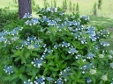rośliny ozdobne - Hortensja piłkowana Forget Me Not (Hydrangea serrata Forget Me Not) /C10 *K18
