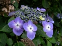 sklep ogrodniczy - Hortensja piłkowana Forget Me Not (Hydrangea serrata Forget Me Not) /C10 *K18