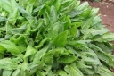 sadzonki -  Szczaw ogrodowy BELWILSKI - 1 g nasion Rumex ascetosa