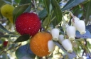 rośliny ogrodowe - Drzewo truskawkowe Chruścina Arbutus unedo - nasiona - 10 szt