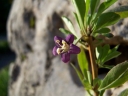 sadzonki - Lycium Eleagnus Barbarum Jagoda Goji 10 nasion