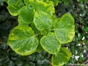 rośliny ozdobne -  Hortensja pnąca MIRRANDA (Hydrangea anomala petiolaris) C2/60-80cm *K18