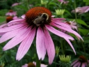 rośliny ozdobne - Jeżówka purpurowa - 50 nasion  Echinacea purpurea