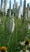 rośliny ozdobne - Liatra kłosowa Alba - 50 nasion  Liatris spicata Alba